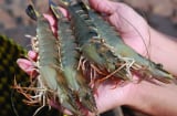 Cách chọn tôm tươi ngon, không hóa chất: Nhìn đúng một điểm, mua 10 con ngon cả 10