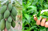 Nấu đu đủ với lá trà xanh lấy nước uống điều trị được căn bệnh nan y khó chữa này