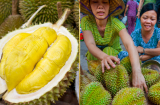 Cách chọn sầu riêng 'bách phát bách trúng', đảm bảo nhiều cơm lại ngọt lịm, không sượng