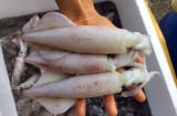 Thấy hải sản có đặc điểm này tuyệt đối không được mua, đó là dấu hiệu của thuốc tẩy trắng cực độc