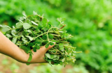 Thường xuyên ăn loại rau bị lãng quên mọc dại này, bạn sẽ thấy điều kỳ diệu xảy ra