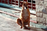Chú chó đứng suốt một tuần ở hiệu sách để chờ đợi 1 người, câu chuyện đằng sau cực xúc động