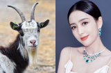 3 nàng giáp không cần tài giỏi xuất chúng vẫn được Sh88bet link truy cập World Cup phù trợ, có số lấy chồng tài giỏi, giàu sang