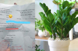 Bé 5 tuổi bị ngộ độc vì nhai lá cây kim tiền: Cảnh báo 5 loại cây có độc nhiều nhà đang trồng