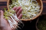 5 loại rau củ dễ gây ngộ độc khi ăn sống, đem nấu chín dinh dưỡng tăng gấp bội