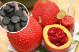 Hạt gấc là vị thuốc quý, dùng đúng cách có thể trị 4 bệnh quen thuộc