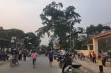 Cây đa 300 năm tuổi gãy đổ đè 4 học sinh tiểu học, 2 em bị thương nặng phần đầu