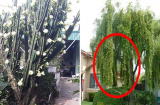 5 loại cây dẫn dụ âm khí, thích tới mấy cũng không trồng gần nhà kẻo gia chủ gặp họa sát thân