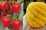 13 thực phẩm càng ăn càng giảm cân, người sồ sề mấy cũng thon thả, gọn gàng