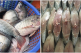 6 loại cá chứa thủy ngân và chất độc cao nhất, cả nhà có thích ăn mấy cũng nên hạn chế