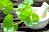 Trị mụn, trị nám, ngừa sẹo lồi - lõm bằng lá rau má, cách làm rất đơn giản