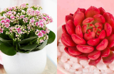 6 loại cây cảnh cả tuần không cần tưới nước, trồng chơi chơi cũng ra hoa đẹp hết nấc