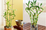 Người giàu luôn giữ kín: 3 loại cây cứ đặt lên bàn thờ 'tiền đẻ ra tiền', 1 loại nên tránh xa