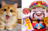 6 con vật là 'đệ tử của Thần Tài', nuôi trong nhà giúp hóa giải vận đen, rước thêm tài lộc