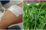 Rau mồng tơi ăn rất ngon, nhưng hãy nhớ 7 đại kỵ khi ăn: Coi chừng sỏi thận, ngộ độc cả nhà