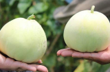 Dưa lê mát, bổ nhưng tránh làm 3 điều này để tốt cho sức khỏe, tránh bị ngộ độc