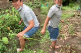 Trường Giang về quê lội bùn hái rau chẻ củi lập tức được bà xã khen hết lời