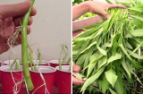 Chỉ mẹ cách giâm rau muống bằng cành, sau 2 tuần là có rau non mơn mởn thu hoạch