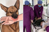 Bị chó cắn xong đã đi tiêm phòng, nửa tháng sau người đàn ông 32t qua đời: Bác sĩ chỉ rõ sai lầm