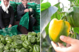 10 thực phẩm nhiều vitamin C hơn cam, ăn để tăng đề kháng cho những ngày 'xung quanh toàn virus'
