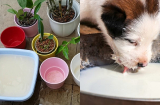 Sữa hết hạn đừng vứt bỏ, giữ lại làm còn làm được 8 việc hữu ích khác