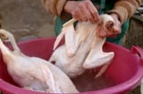Cách làm lông vịt nhanh, đơn giản nhất, sạch sẽ lông măng, khử hết mùi hôi chỉ chưa đầy 15 phút