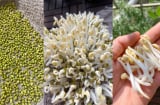 Cách làm giá đỗ trắng múp không cần tưới, hơn 2 ngày là được thu hoạch