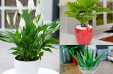 Top 8 loại cây đặt trong nhà có tác dụng lọc sạch vi khuẩn trong không khí