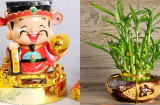 6 loại cây hợp vía Thần Tài, nên trồng trong nhà để tài lộc vào như nước