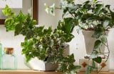 7 loại cây 'thần kỳ' nghèo mấy cũng phải trồng 1 chậu: Vừa tốt phong thủy lại ngừa bệnh tật