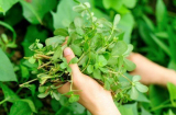 3 loại rau được người Nhật, người Trung tôn là 'rau trường thọ', ở Việt Nam mọc đầy mà không biết để tận dụng
