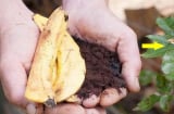 3 loại phân bón cây cảnh không mất tiền, chỉ dùng một chút là hoa nở 'vỡ chậu', tha hồ lộc lá