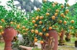 'Tứ quý' của cây quất, ai may mắn chọn được thì tài lộc xum xuê - vận may rực đỏ