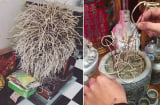 Sau lễ cúng ông Công ông Táo, đây là 2 ngày đẹp nhất để rút tỉa chân nhang, bao sái bát hương