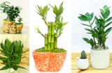 Đừng đặt hoa cúc lên bàn thờ mãi: Đây mới là loại cây lộc khí phừng phừng, nghe tên cũng đủ biết may mắn