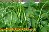 Chuyên gia chia sẻ cách nhận biết rau mồng tơi an toàn: Chỉ cần nhìn vào 1 điểm