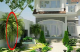 Cổ nhân truyền dạy: Trước trồng cau, sau trồng chuối 6 loại cây phong thủy kích hoạt lộc khí, nhà giàu nào cũng có