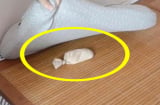 Để 1 nắm gạo dưới gối, công dụng tuyệt vời khiến bạn bất ngờ, nhà ai ẩm thấp càng nên thử