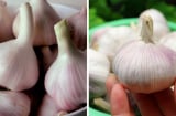 4 cách bảo quản tỏi đơn giản, để cả năm không sợ mốc hỏng hay mọc mầm, giữ nguyên vị ngon