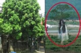 Trước nhà trồng 6 loại cây này dễ dẫn dụ âm khí, phúc lộc tiêu tán, tiền của đội nón ra đi