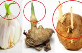 3 thực phẩm mọc mầm tốt cho sức khỏe, càng ăn càng sống thọ, 1 loại tuyệt đối nên tránh xa