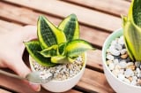 9 loại cây 'hút' sóng, bức xạ điện từ, lọc không khí cực tốt: Nhà dùng nhiều điện thoại, TV nên có 1 chậu