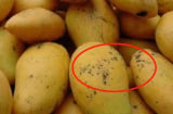 Mua xoài nhìn vào điểm này biết xoài chín tự nhiên hay thúc chín bằng hóa chất, 10 quả như 10 không độc hại