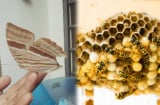 Trong nhà có 8 dấu hiệu này tài lộc sắp đến, tiền về như nước: Gặp được 1/8 là vô cùng may mắn