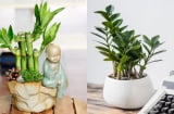 6 loại cây để bàn là 'nam châm hút tiền', dân văn phòng nên có 1 chậu để gia tăng tài lộc