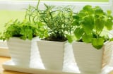 Bếp là nơi tụ lộc: Đặt 5 loại cây này gia đạo yên ấm, phất lên như diều gặp gió