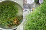 Người xưa dặn: Tết Đoan Ngọ đừng chỉ ăn hoa quả 'diệt sâu bọ', làm thêm 1 việc này để may mắn cả năm