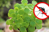 9 loại cây cảnh có tác dụng đuổi muỗi cực đỉnh: Vừa sạch muỗi lại chiêu tài hút lộc