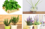 9 loại cây là 'khắc tinh' của muỗi, đang dịch sốt xuất huyết nhà nào cũng nên có một chậu