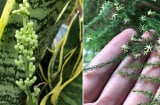 Cổ nhân truyền dạy: 5 loại cây cực hiếm nở hoa, nếu nở ở nhà nào nhà đó hưởng no tài lộc